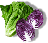 Green lettuce and purple cabbage representing fresh vegetables.