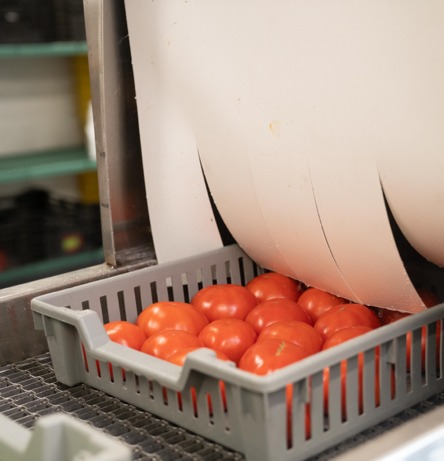 A tray of fresh tomatoes being sanitized at Brass City Regional Food Hub in Waterbury, Connecticut.